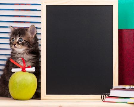 Cute siberian kitten with a diploma and blank board for notes over school accessories backgroundの写真素材