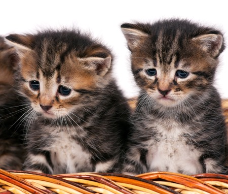 Cute siberian kittens in a wicker basket over white background