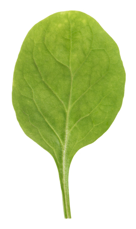 Green spinach leaf isolated over white backgroundの写真素材