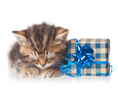 Asleep cute kitten with gift-box on a white backgroundの写真素材