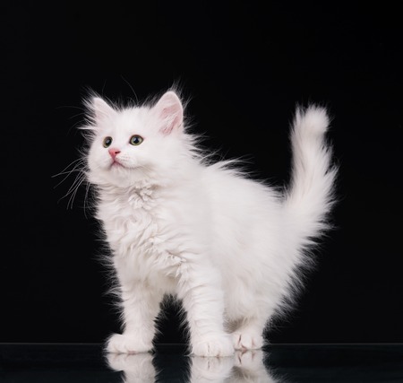Cute fluffy white kitten over black backgroundの写真素材