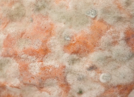 Old orange pumpkin with mold spots close-upの写真素材