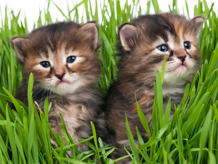 Cute little kittens in the bright green grass over white backgroundの写真素材