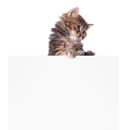 Cute siberian kitten with empty blank billboard over white backgroundの写真素材