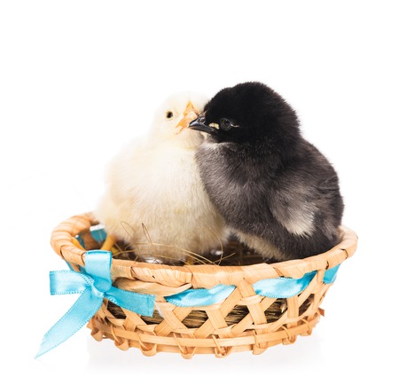 Cute newborn chickens in the wicker basket isolated over white backgroundの写真素材