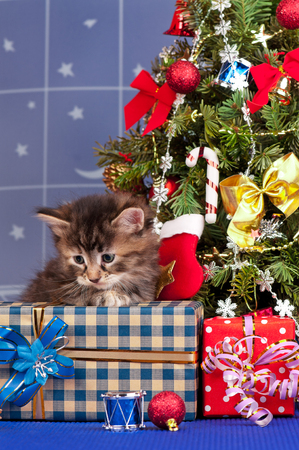 Cute fluffy kitten near Christmas spruce with gifts and toysの写真素材