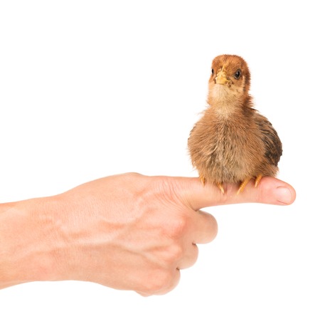 Cute little chicken on the female hand isolated over white backgroundの写真素材