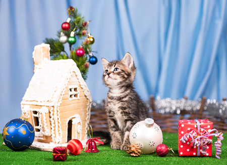 Cute kitten near gingerbread lodge with Christmas gifts and toys over blue backgroundの写真素材