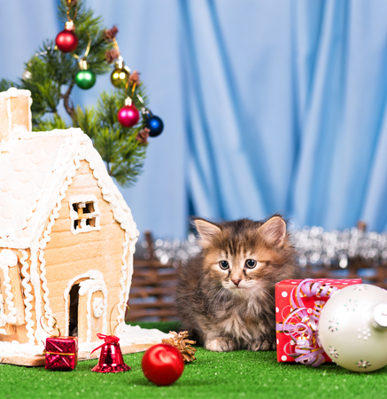 Cute kitten near gingerbread lodge with Christmas gifts and toys over blue backgroundの写真素材
