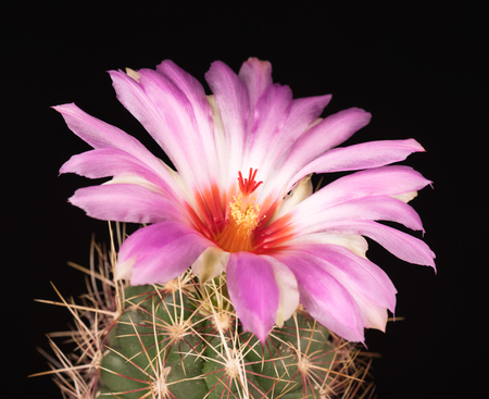 Bright lilac cactus flower over black backgroundの写真素材