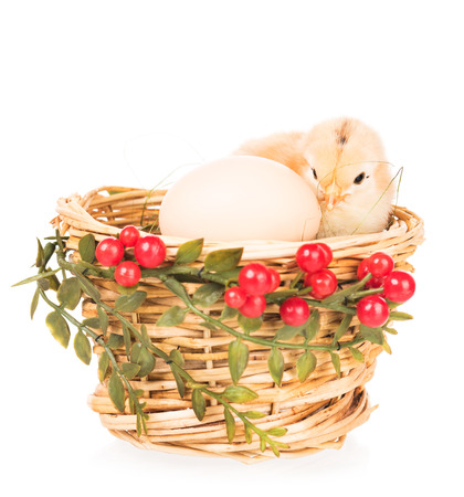 Cute newborn chicken in the nest isolated over white backgroundの写真素材