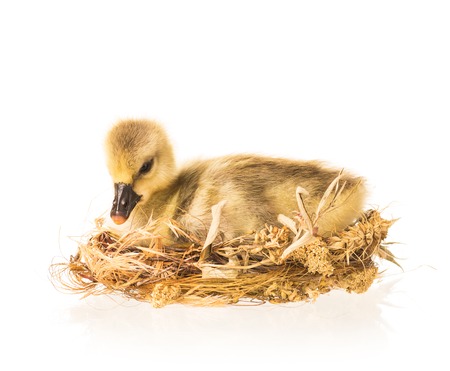 Cute little gosling in the nest isolated over white backgroundの写真素材
