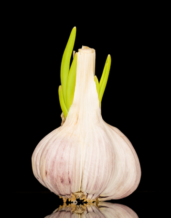 Raw garlic bulb with young sprouts over back backgroundの写真素材