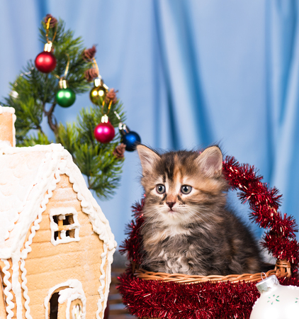 Cute kitten near gingerbread lodge with Christmas gifts and toys over blue background