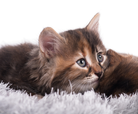 Cute little siberian kitten on a warm knitted scarf over white backgroundの写真素材