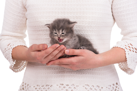 Cute little kitten on a woman's hands over white sweater backgroundの写真素材
