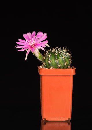 Bright pink cactus flower in the flowerpot over black backgroundの写真素材