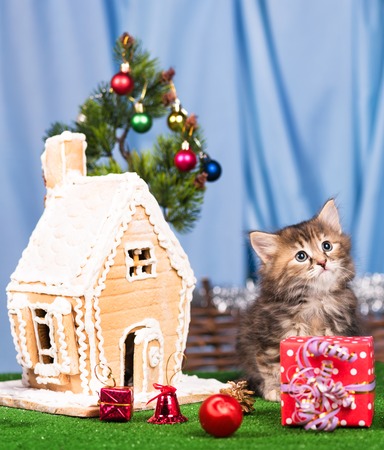 Cute kitten near gingerbread lodge with Christmas gifts and toys over blue backgroundの写真素材