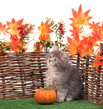 Cute fluffy kitten near decorative wattle fence over white backgroundの写真素材