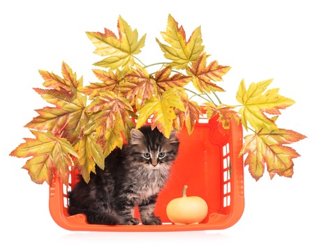 Cute fluffy kitten with basket and decorative foliage over white backgroundの写真素材
