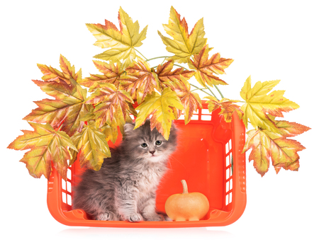 Cute fluffy kitten with basket and decorative foliage over white backgroundの写真素材