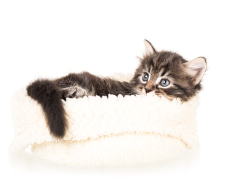 Cute newborn kitten in a warm knitted sweater isolated over white backgroundの写真素材