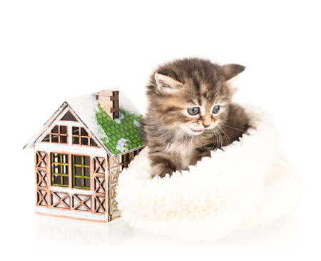 Cute little kitten with toy house isolated over white backgroundの写真素材