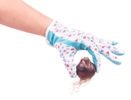 Bright hyacinth bulb in the woman hand over white backgroundの写真素材