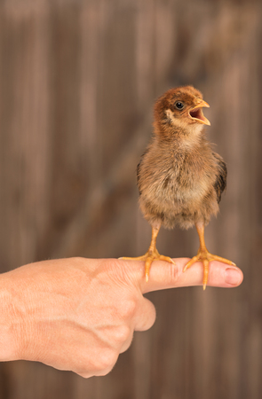 Cute little chicken on the female hand over wooden fence backgroundの写真素材