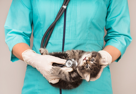 The cute siberian kitten on the veterinarian hands over grey backgroundの写真素材