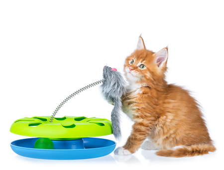 Cute Maine Coon kitten with toy mouse isolated over white backgroundの写真素材