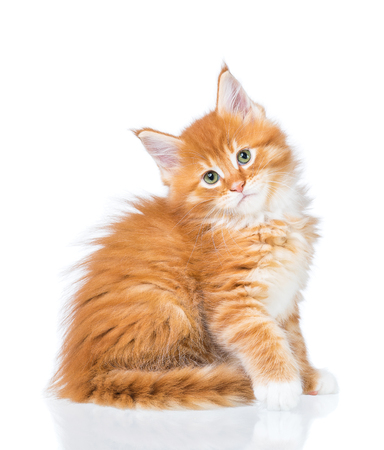 Fluffy Maine Coon kitten isolated over white backgroundの写真素材