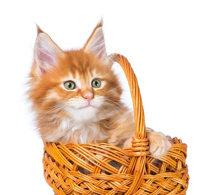 Fluffy Maine Coon kitten in the wicker basket isolated over white backgroundの写真素材
