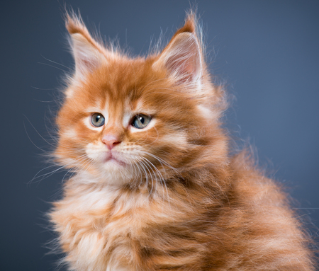 Fluffy Maine Coon kitten over grey backgroundの写真素材