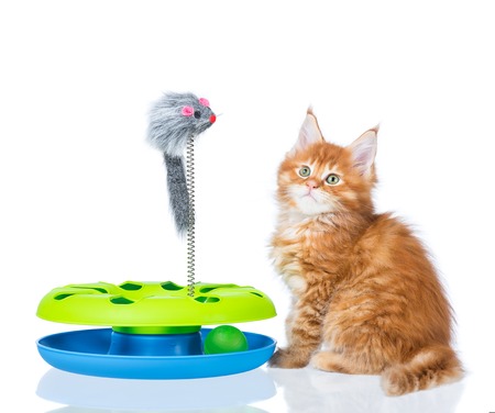 Cute Maine Coon kitten with toy mouse isolated over white backgroundの写真素材