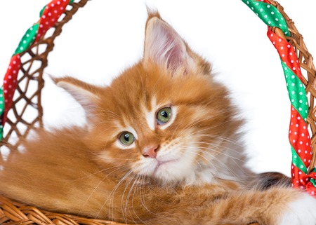 Fluffy Maine Coon kitten in the wicker basket isolated over white backgroundの写真素材