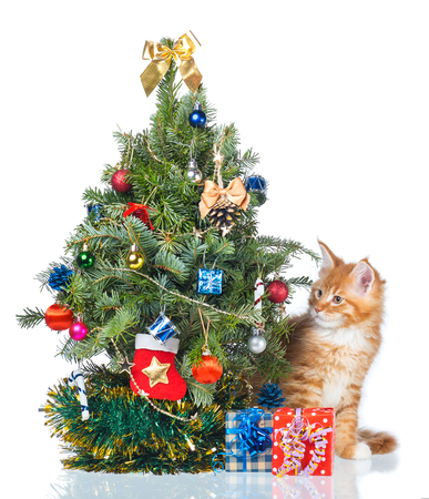 Fluffy Maine Coon kitten with New Year spruce isolated over white backgroundの写真素材
