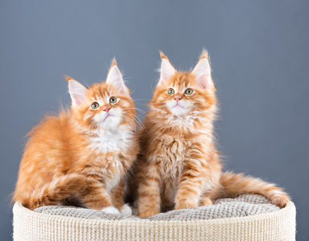 Fluffy Maine Coon kittens over grey backgroundの写真素材