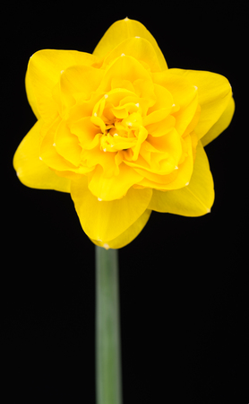 Bright spring narcissus over black background close-upの写真素材