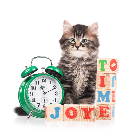 Cute fluffy kitten with alarm clock ready for fun isolated over white backgroundの写真素材