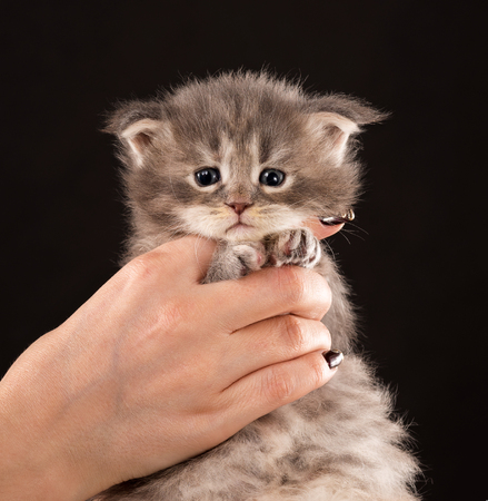 Fluffy Maine Coon kitten on the female hand over black backgroundの写真素材