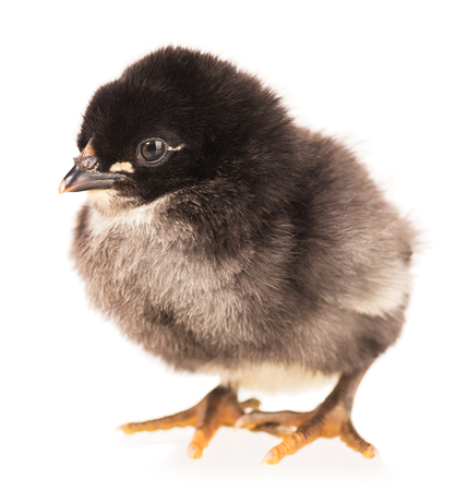 Cute newborn chicken isolated over white backgroundの写真素材