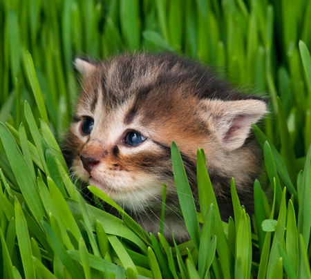 Cute siberian kitten over bright green grass backgroundの写真素材