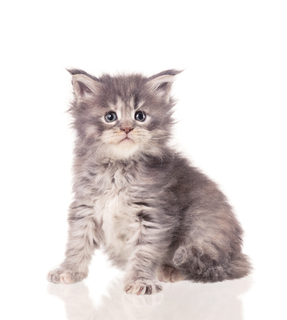 Fluffy Maine Coon kitten isolated over white backgroundの写真素材