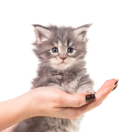 Fluffy Maine Coon kitten on the female hand isolated over white backgroundの写真素材