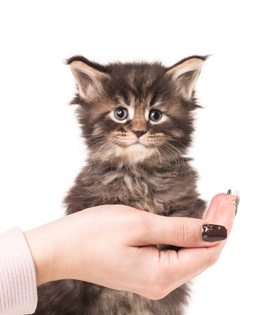 Fluffy Maine Coon kitten on the female hand isolated over white backgroundの写真素材