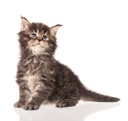 Fluffy Maine Coon kitten isolated over white backgroundの写真素材