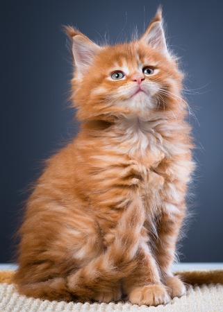 Fluffy Maine Coon kittens over grey backgroundの写真素材