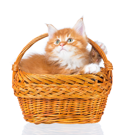 Fluffy Maine Coon kitten in the wicker basket isolated over white backgroundの写真素材