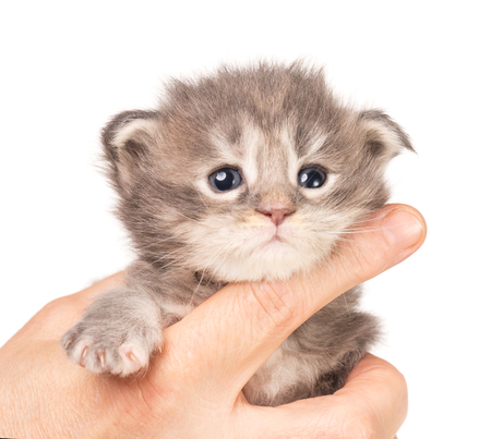 Fluffy Maine Coon kitten on the female hand isolated over white backgroundの写真素材